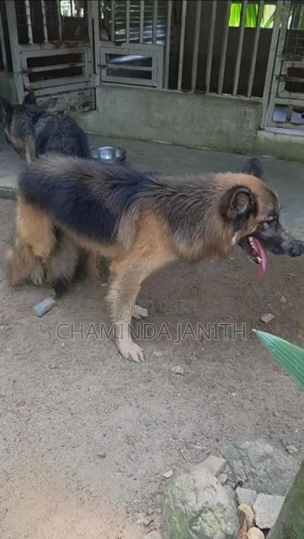 German Shepherd (Male)