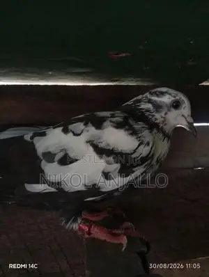 පරවියන්