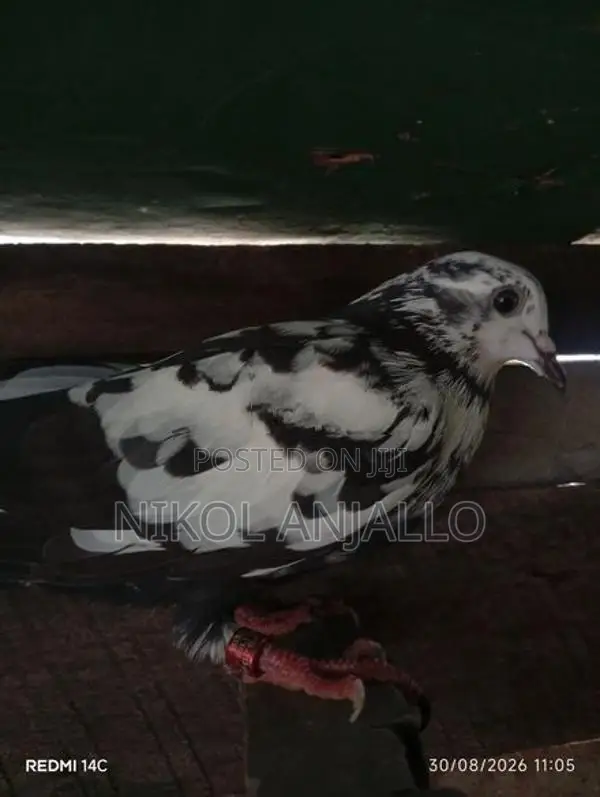 පරවියන්