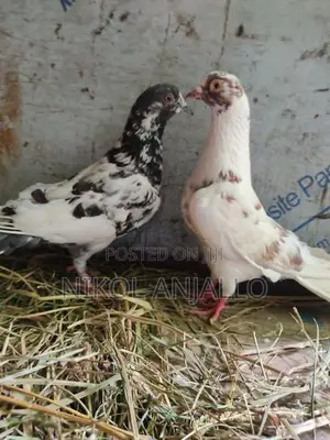 පරවියන්