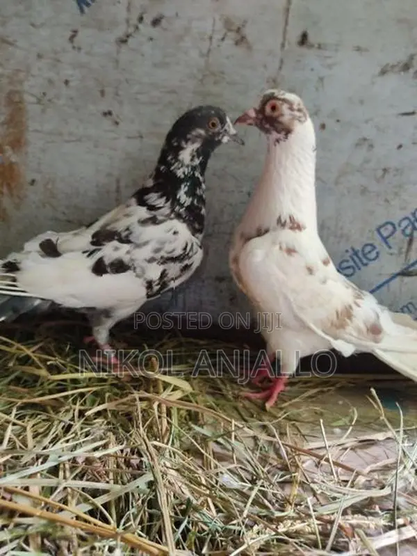 පරවියන්