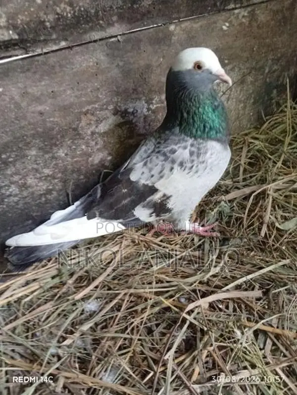 පරවියන්