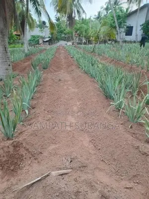 අන්නාසි පැළ සිටවිම