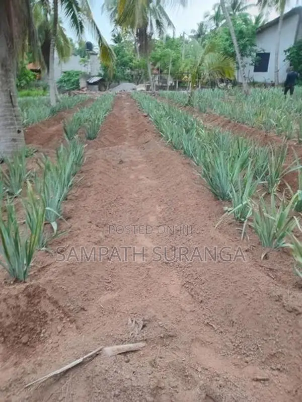 අන්නාසි පැළ සිටවිම