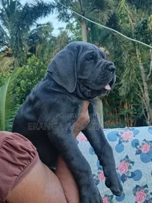 Cane Corso