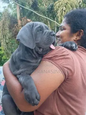 Cane Corso