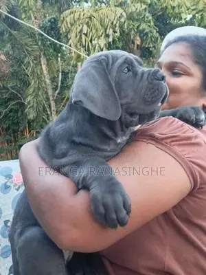 Cane Corso