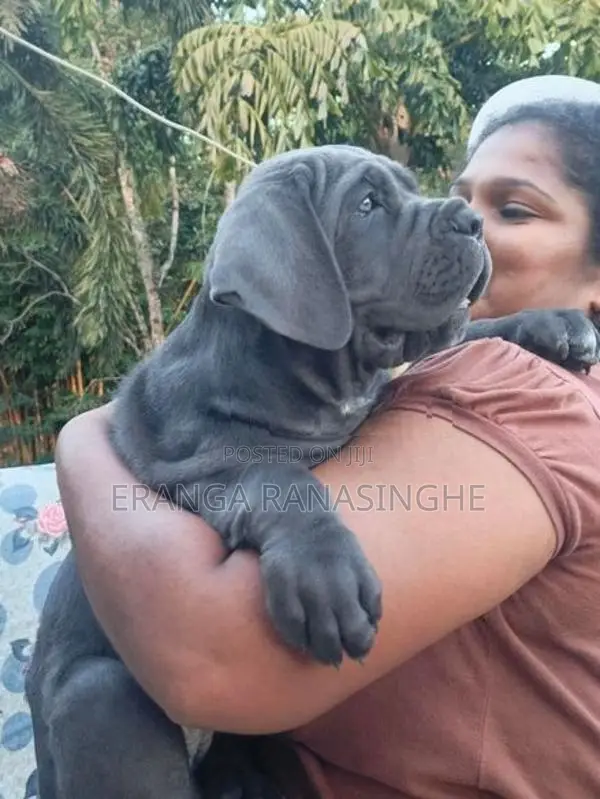 Cane Corso