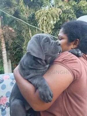 Cane Corso