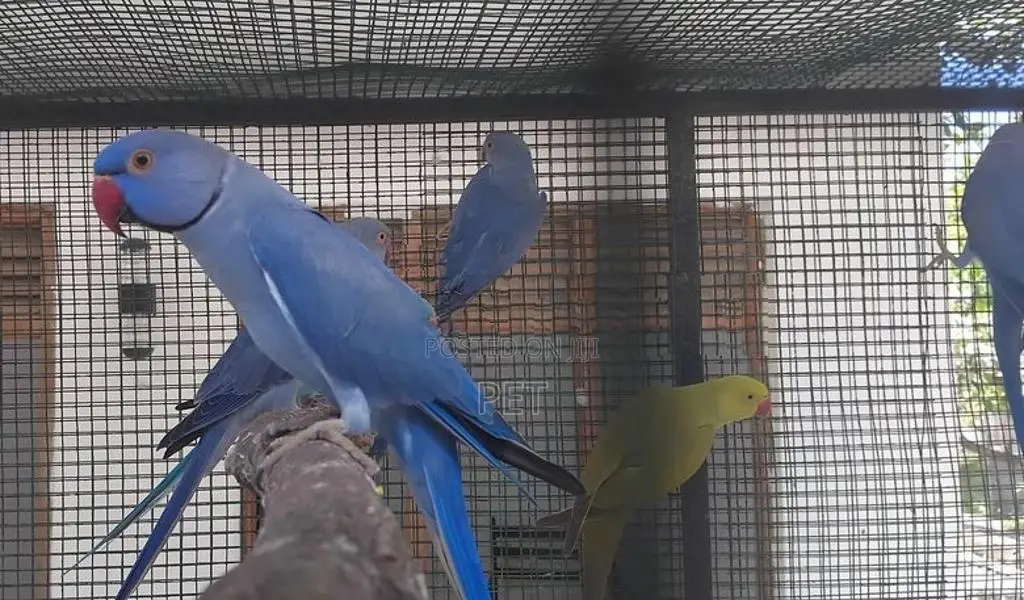 Ring Neck Bringing Pairs