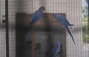Ring Neck Bringing Pairs