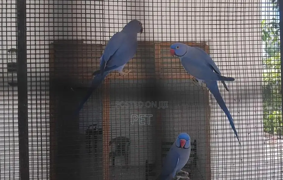 Ring Neck Bringing Pairs
