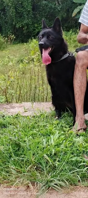 Belgian Shepherd Black Female
