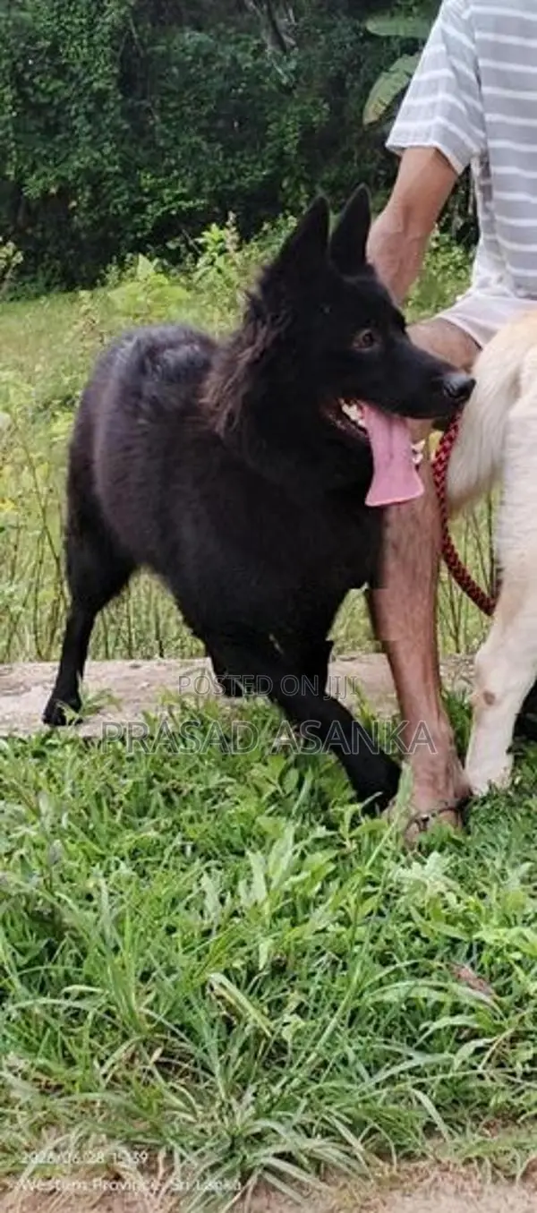 Belgian Shepherd Black Female