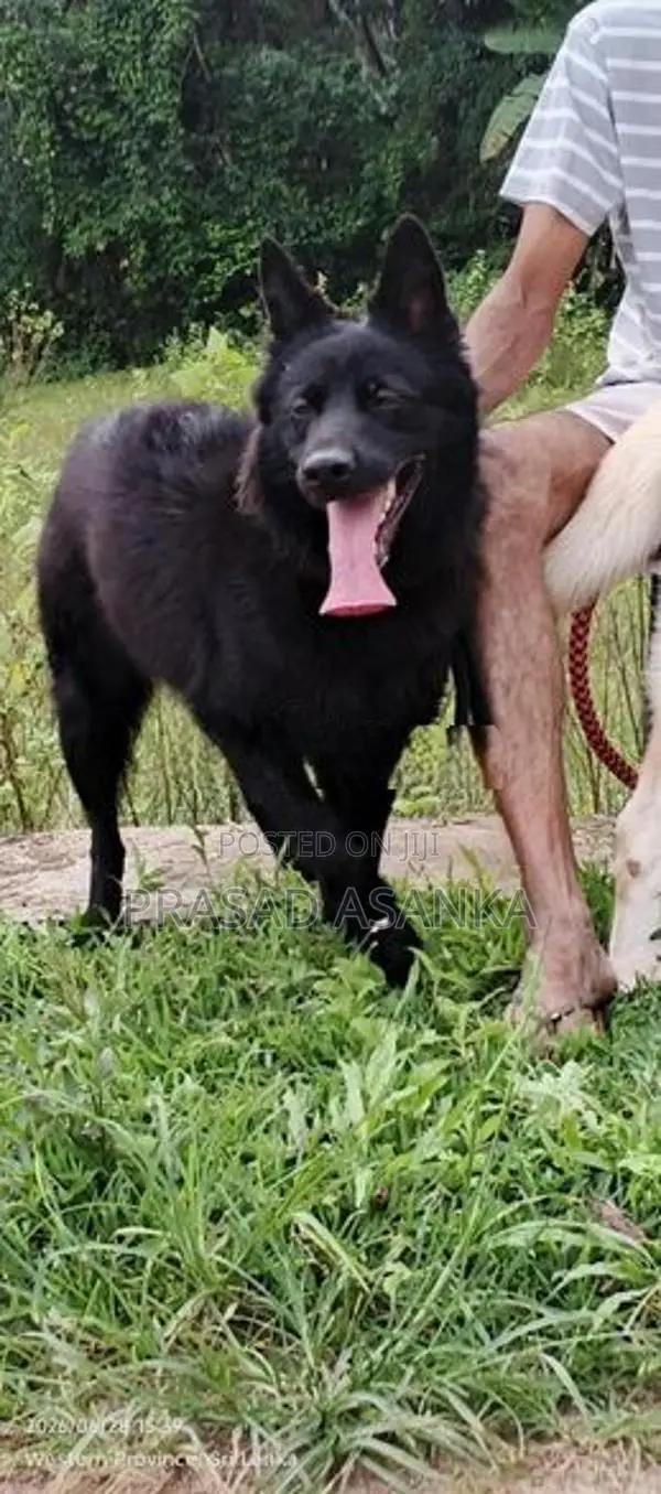 Belgian Shepherd Black Female