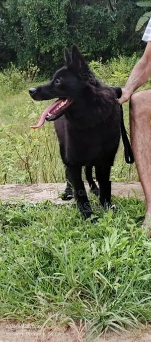 Belgian Shepherd Black Female