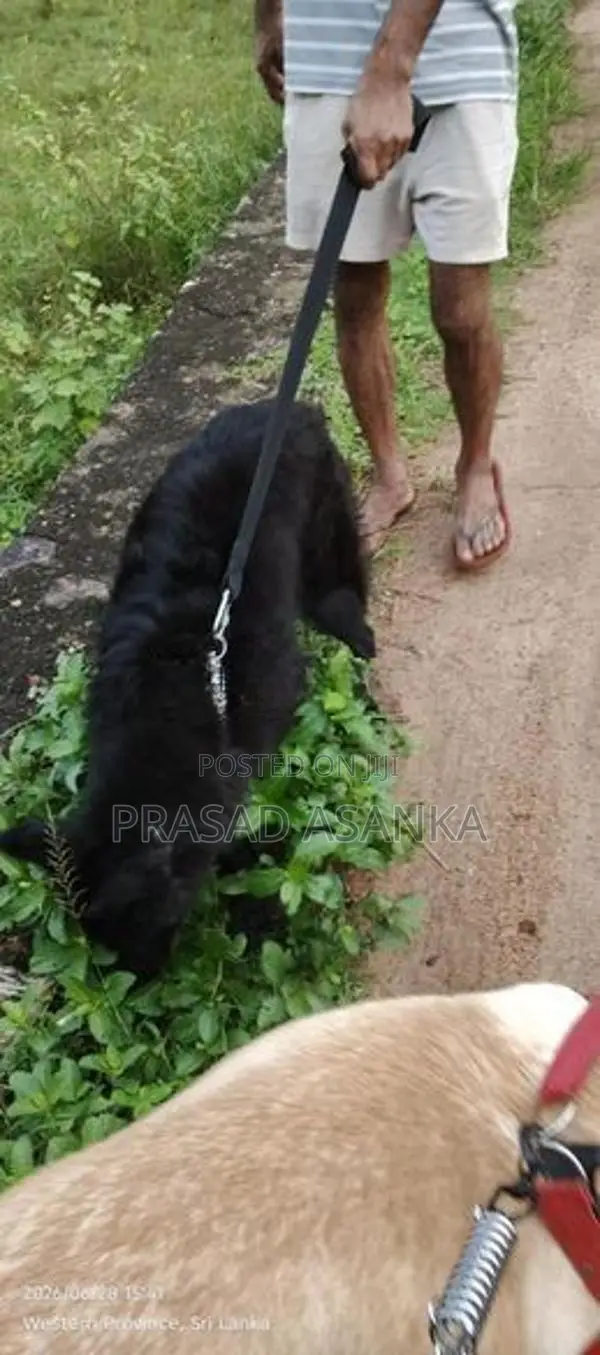 Belgian Shepherd Black Female