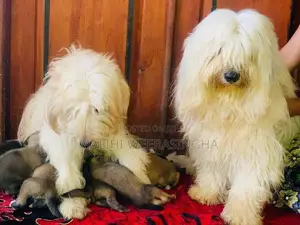 Tibetan Terrier