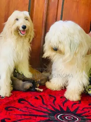 Tibetan Terrier