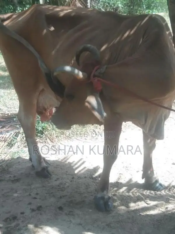 Farm Cow
