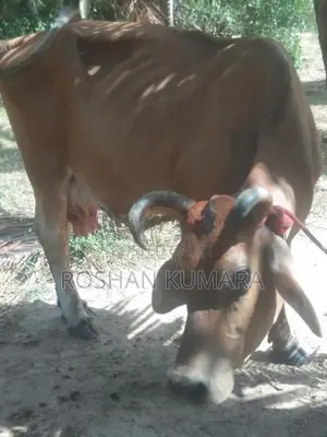 Farm Cow