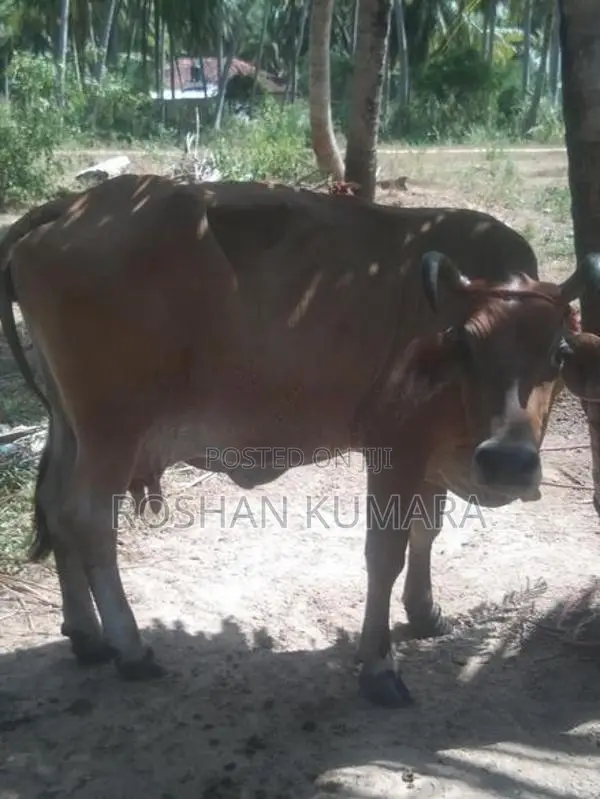 Farm Cow