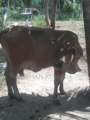 Farm Cow