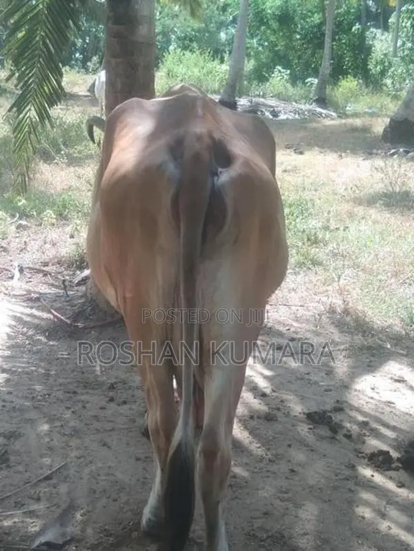 Farm Cow