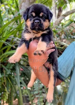 Rottweiler Puppies