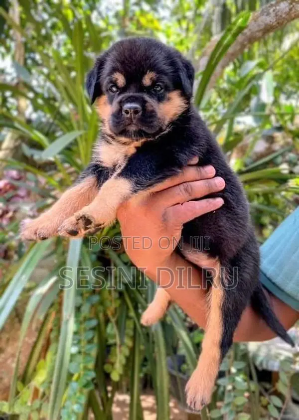 Rottweiler Puppies