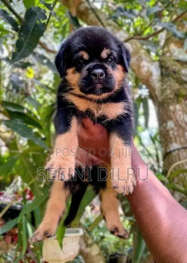 Rottweiler Puppies