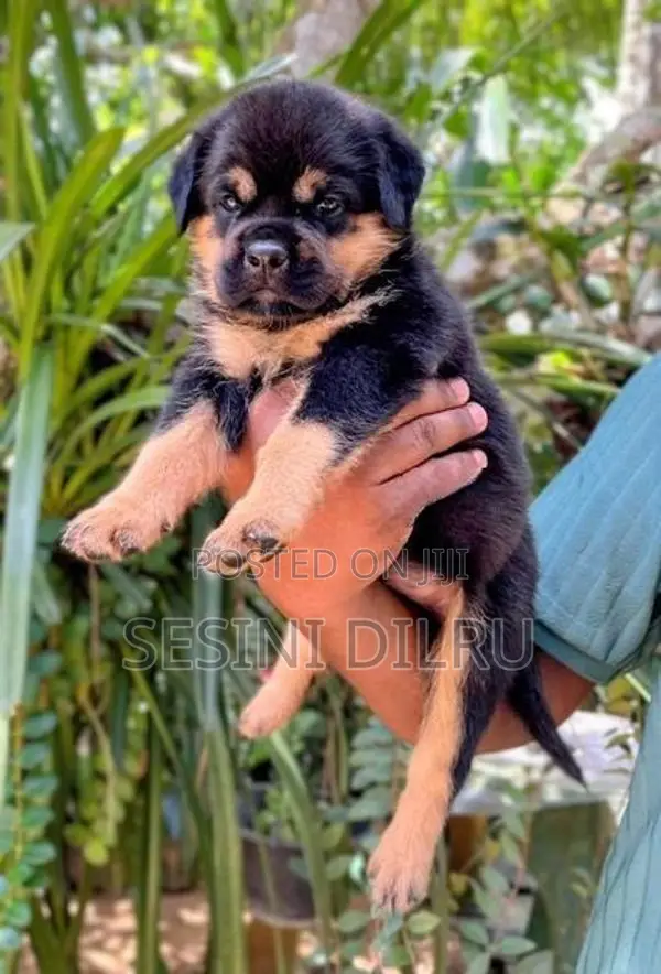 Rottweiler Puppies