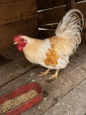 විකිණීමට