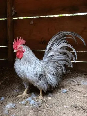 විකිණීමට
