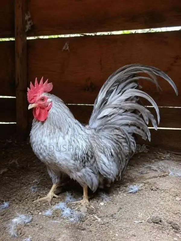 විකිණීමට