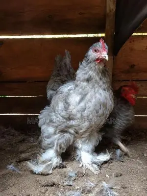 විකිණීමට