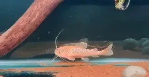Phantom Red Tail Catfish