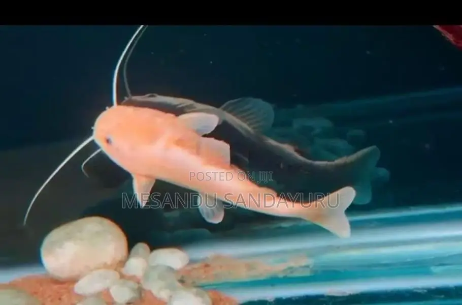 Phantom Red Tail Catfish