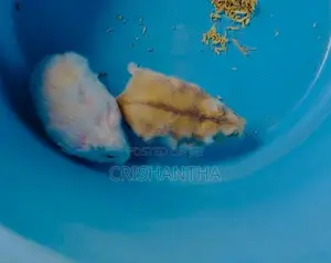 Hamster (Dwarf Albino)