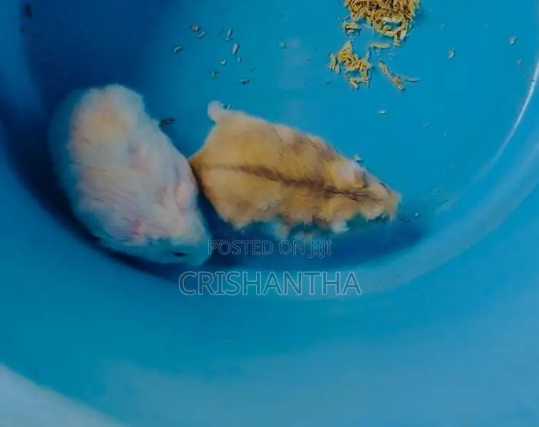 Hamster (Dwarf Albino)