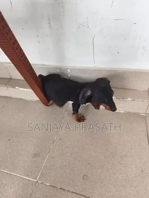 Dachshund Puppy
