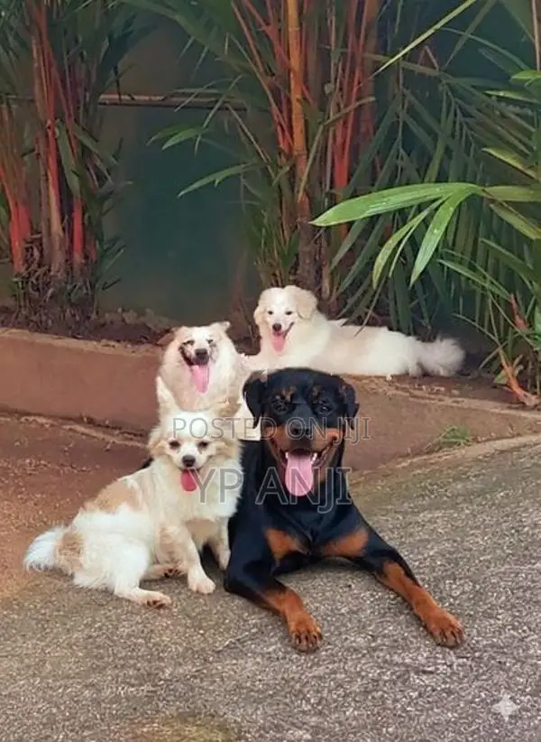 Pomanerian Puppies