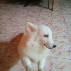 Pomanerian Puppies