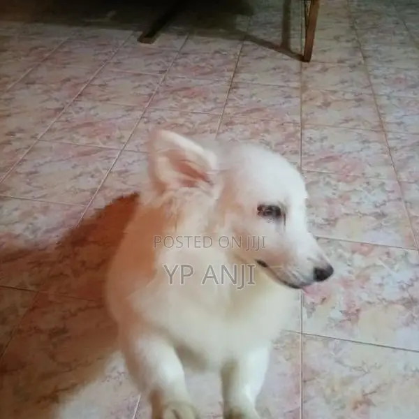 Pomanerian Puppies