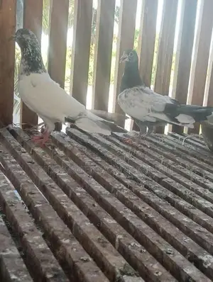 Pigeon
