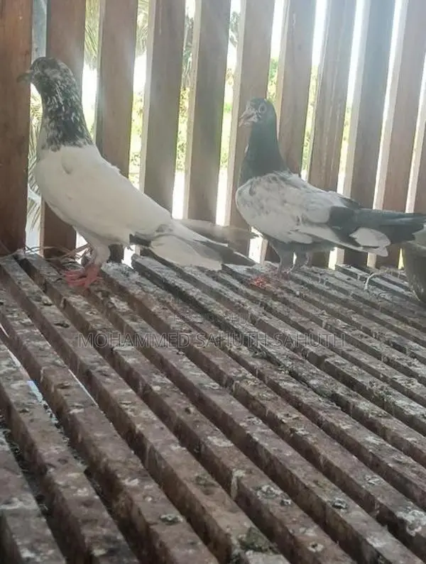 Pigeon