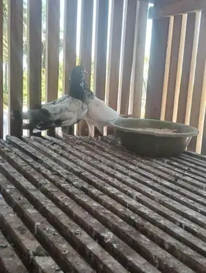 Pigeon