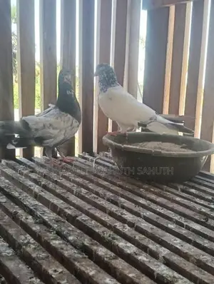 Pigeon