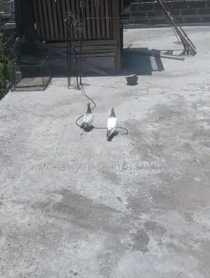 Pigeon