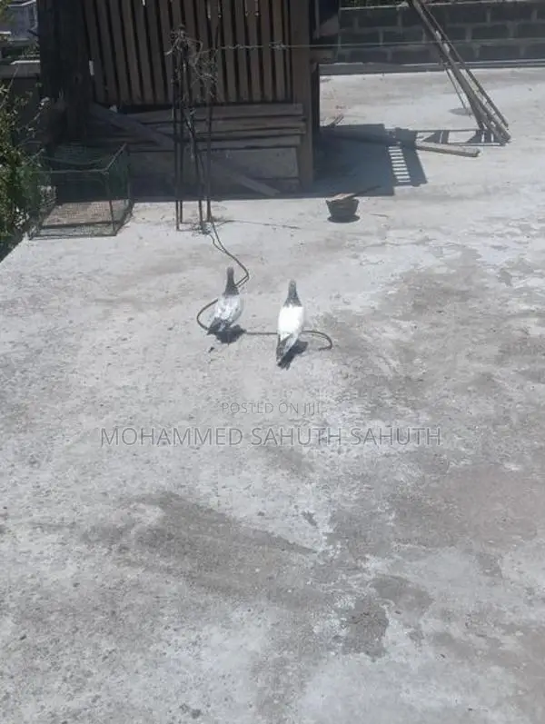 Pigeon